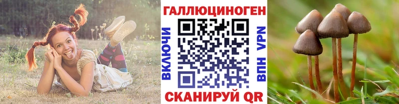 Галлюциногенные грибы Psilocybine cubensis Себеж